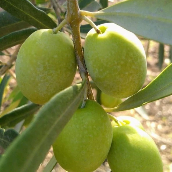 Sıkımlık ve Yemelik Tüplü Muğla Domat Zeytini Fidanı ürün görseli 1