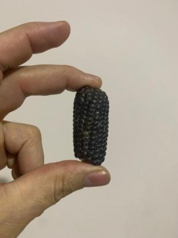 İthal Mini Siyah Mısır Tohumu Ekim Seti ürün görseli 1