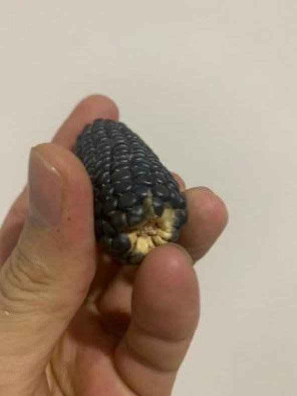 İthal Mini Siyah Mısır Tohumu Ekim Seti - Resim 4
