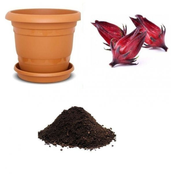 İthal Hibiscus Tohumu Ekim Seti ürün görseli 1