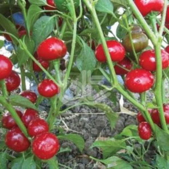 Tatlı Burkita Biberi Tohumu Ekim Seti - Resim 2
