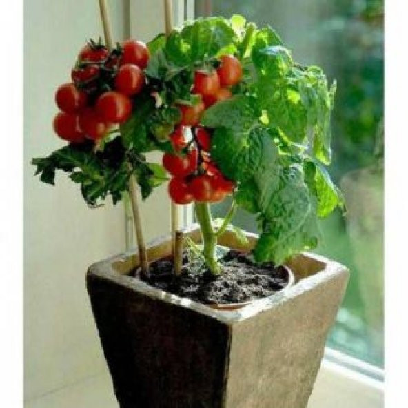 Cherry Saksılık Domates Tohumu Ekim Seti - Resim 3