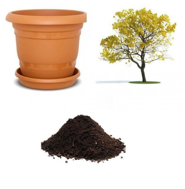 Tabebuia Ağacı Tohumu Ekim Seti ürün görseli 1