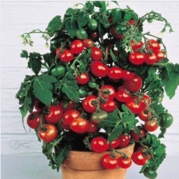 Cherry Saksılık Domates Tohumu Ekim Seti - Resim 4