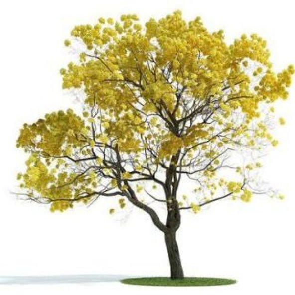 Tabebuia Ağacı Tohumu Ekim Seti - Resim 2