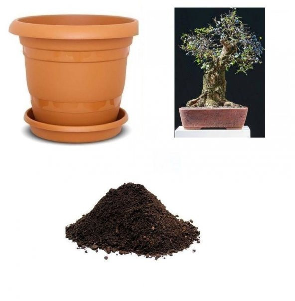 İthal Blueberry Bonzai Ağacı Tohumu Ekim Seti ürün görseli 1