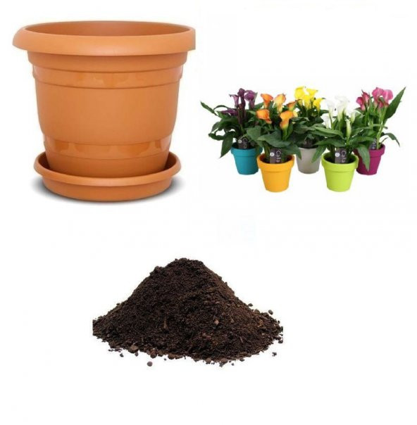 İthal Karışık Calla Lily Tohumu Ekim Seti ürün görseli 1