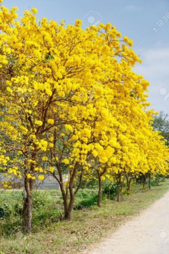 Tabebuia Ağacı Tohumu Ekim Seti - Resim 3