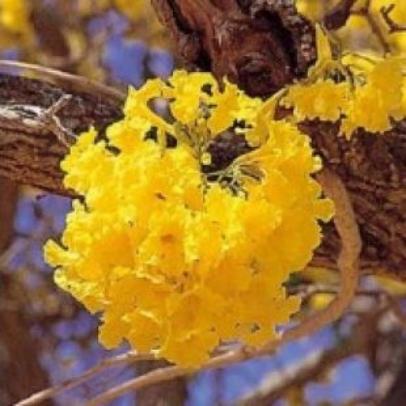 Tabebuia Ağacı Tohumu Ekim Seti - Resim 5