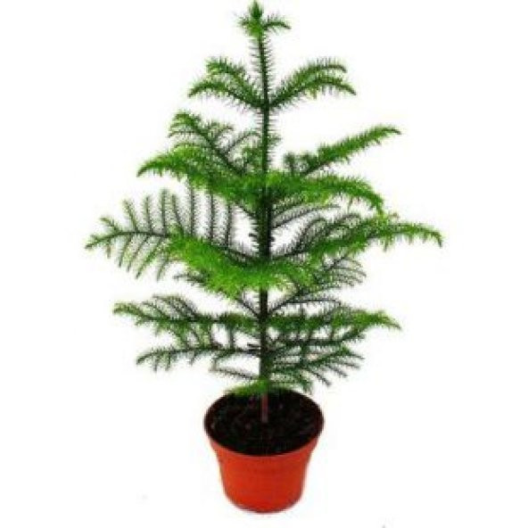 İthal Salon Çamı Tohumu Ekim Seti ürün görseli 1