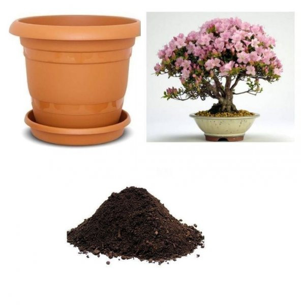 İthal Pembe Zakkum Bonzai Ağacı Tohumu Ekim Seti ürün görseli 1
