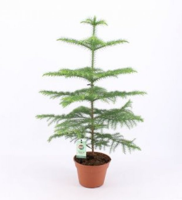İthal Salon Çamı Tohumu Ekim Seti - Resim 4