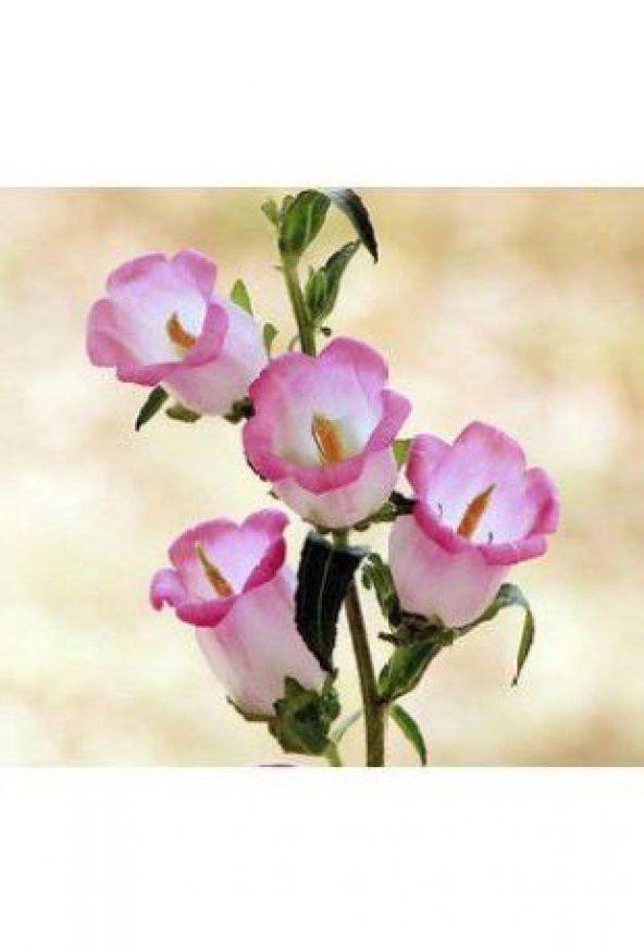 Pembe Kadeh Çiçeği Tohumu Ekim Seti - Resim 4