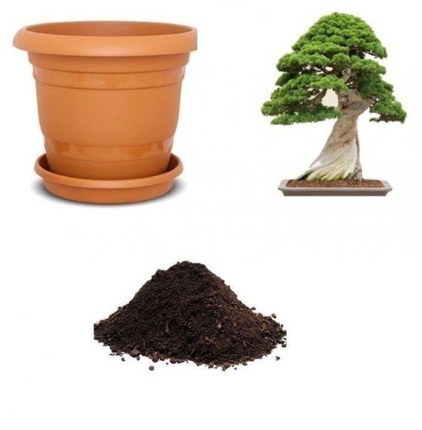 Okaliptüs Bonzai Ağacı Tohumu Ekim Seti ürün görseli 1