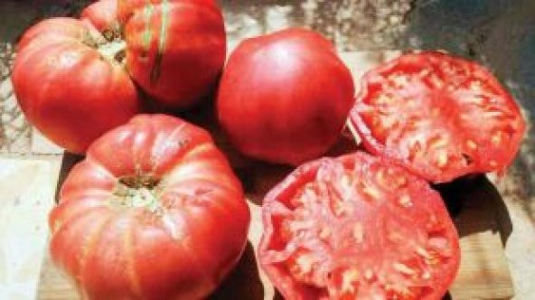 Meşhur Ayaş Domates Tohumu Ekim Seti - Resim 2