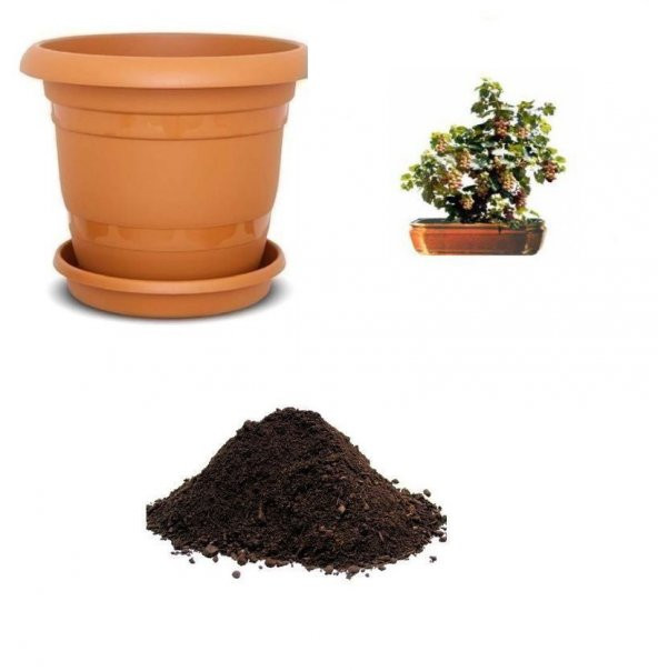 Sarı Üzüm Bonzai Ağacı Tohumu Ekim Seti ürün görseli 1