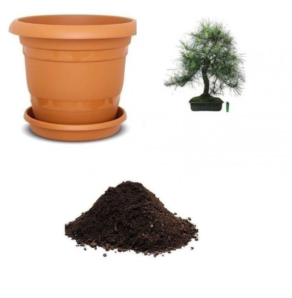 İthal Sarıçam Bonzai Ağacı Tohumu Ekim Seti ürün görseli 1