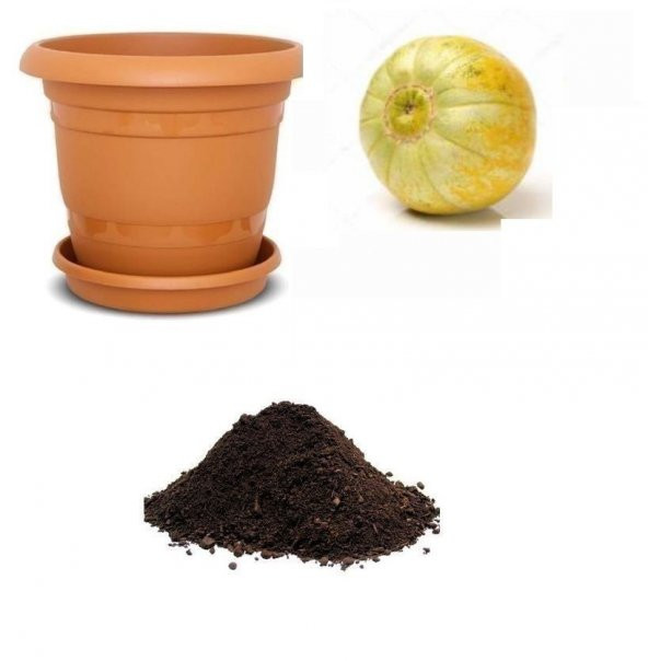 Nadir Mini Sarı Kabak Tohumu Ekim Seti ürün görseli 1