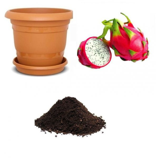 Tropikal Pitaya Tohumu Ekim Seti ürün görseli 1