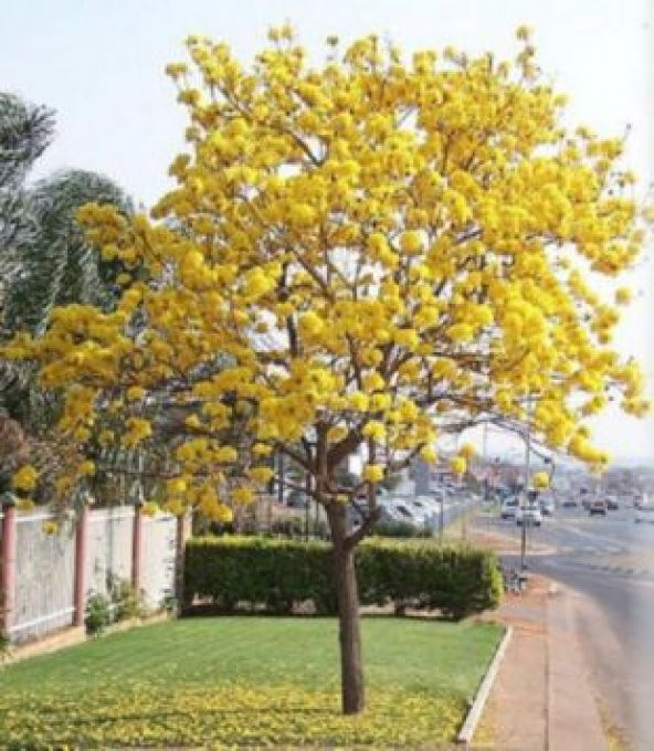 Tabebuia Ağacı Tohumu Ekim Seti - Resim 4