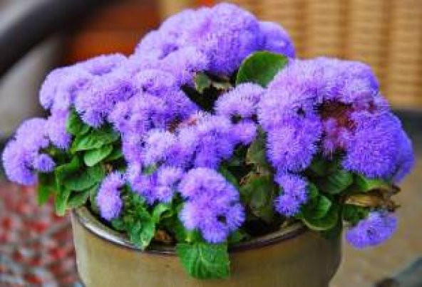 İthal Mavi Ageratum Çiçeği Tohumu Ekim Seti - Resim 4