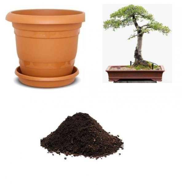 İthal Sarı Alıç Bonzai Ağacı Tohumu Ekim Seti ürün görseli 1