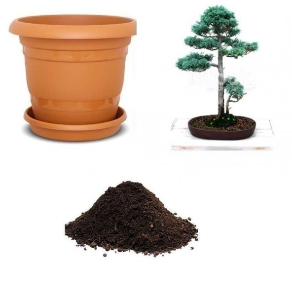 İthal Mavi Selvi Bonzai Ağacı Tohumu Ekim Seti ürün görseli 1