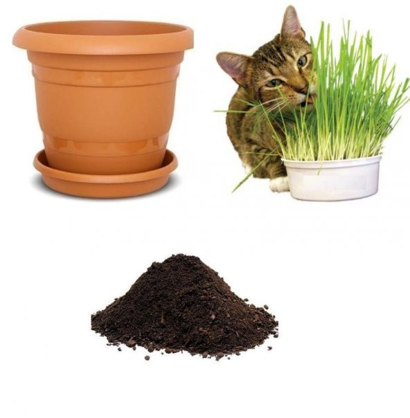 İthal Kedi Çimi Tohumu Ekim Seti ürün görseli 1
