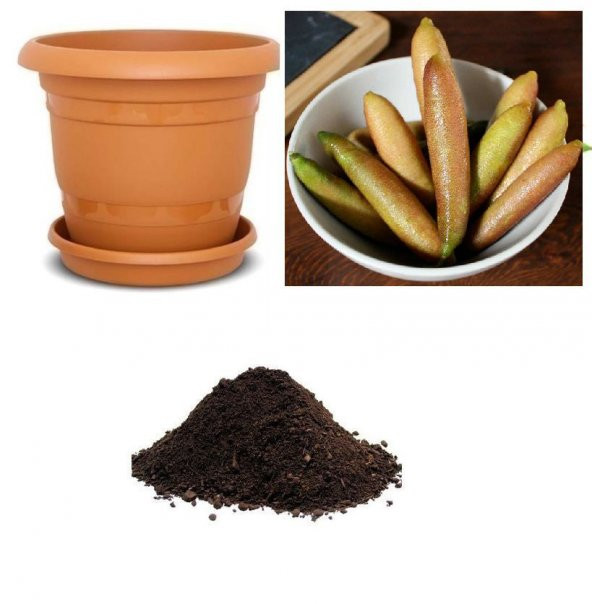 Nadir İthal Parmak Limon Tohumu Ekim Seti ürün görseli 1
