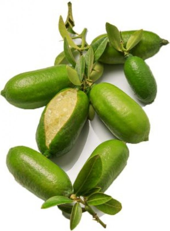 Nadir İthal Parmak Limon Tohumu Ekim Seti - Resim 2