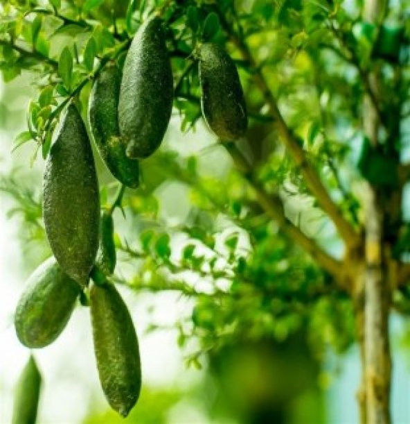 Nadir İthal Parmak Limon Tohumu Ekim Seti - Resim 4