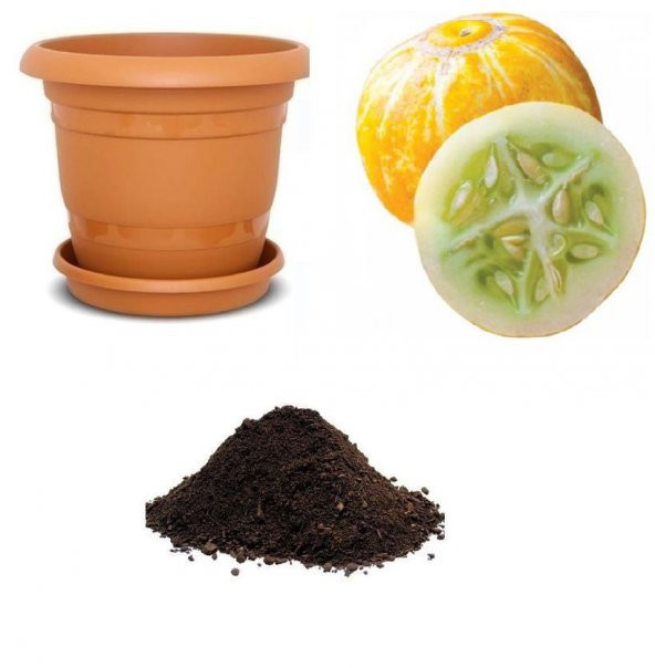 Nadir İthal Limon Salatalık Tohumu Ekim Seti ürün görseli 1