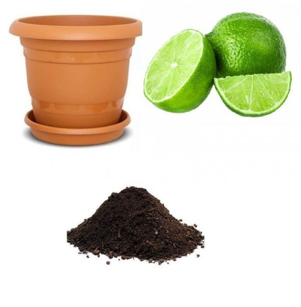 Nadir İthal Misket Limon Ekim Seti ürün görseli 1