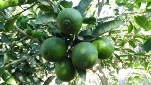 Nadir İthal Misket Limon Ekim Seti - Resim 4