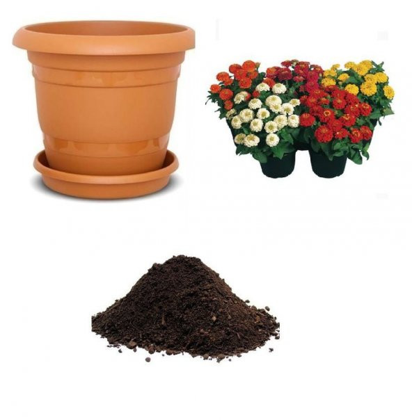 Karışık Kirli Hanım Çiçeği Tohumu Ekim Seti ürün görseli 1