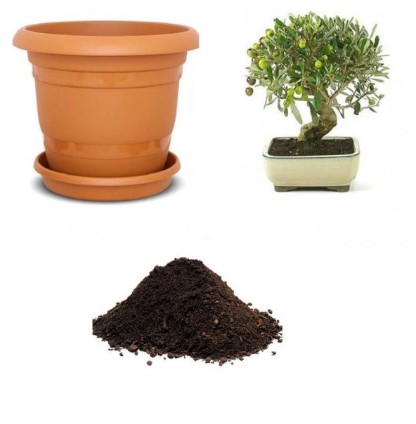 İthal Zeytin Bonzai Ağacı Tohumu Ekim Seti ürün görseli 1