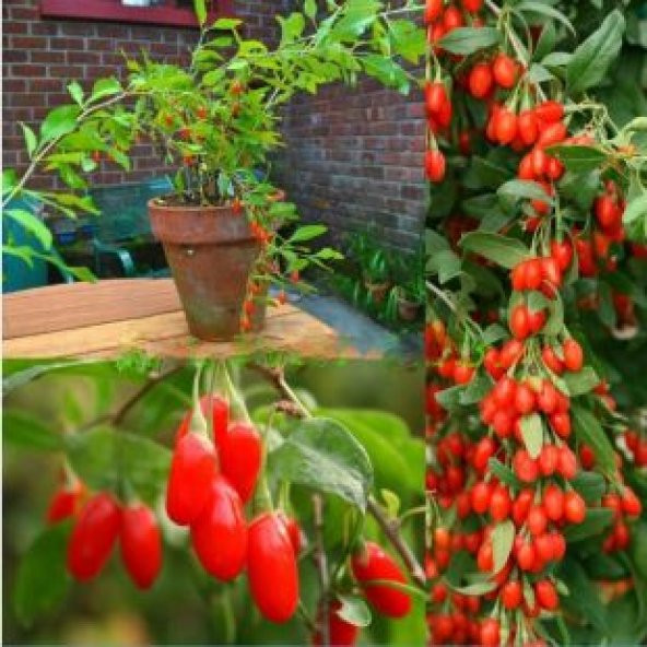 İthal Goji Berry Tohumu Ekim Seti - Resim 4