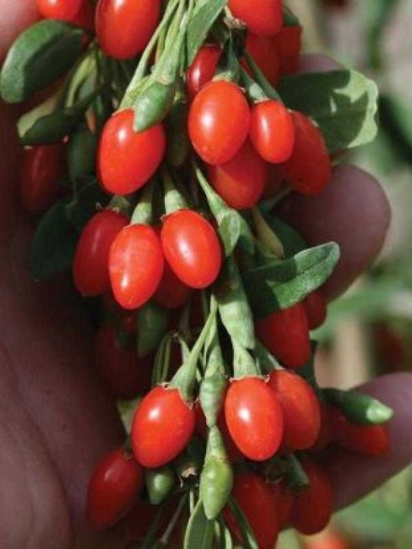 İthal Goji Berry Tohumu Ekim Seti - Resim 5