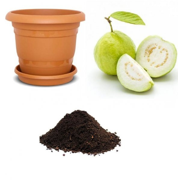 İthal Tropikal Psidium Guava Meyvesi Tohumu Ekim Seti ürün görseli 1