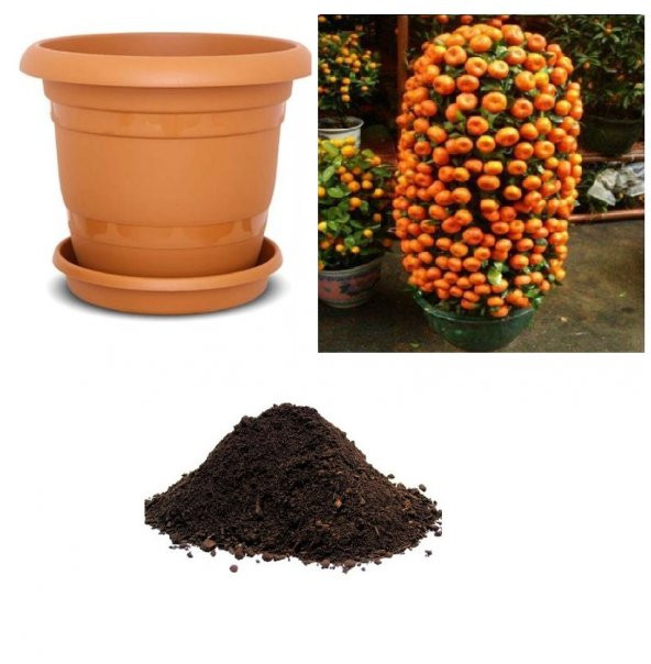 Nadir İthal Bodur Mandalina Ağacı Tohumu Ekim Seti ürün görseli 1