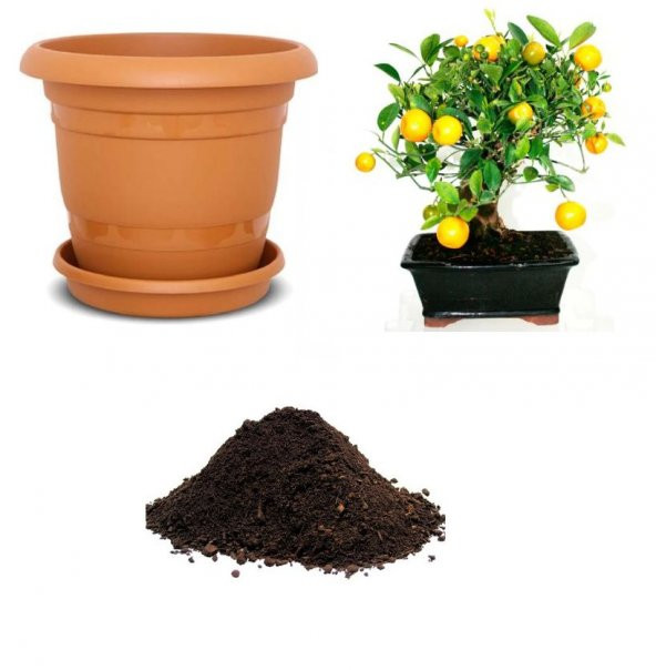 Nadir İthal Limon Bonsai Ağacı Tohumu Ekim Seti ürün görseli 1