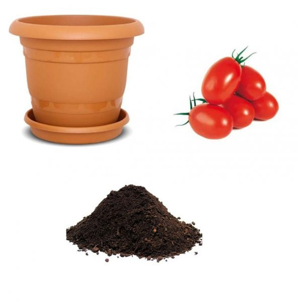Saksılık Zeytin Domates Tohumu Ekim Seti ürün görseli 1