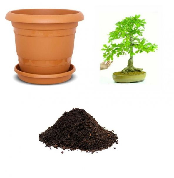 İthal Meşe Bonzai Ağacı Tohumu Ekim Seti ürün görseli 1