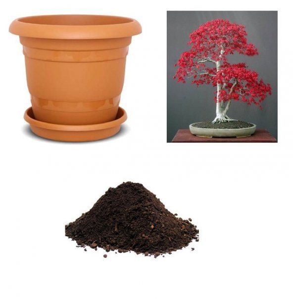 İthal Acer Rubrum Bonzai Ağacı Tohumu Ekim Seti ürün görseli 1