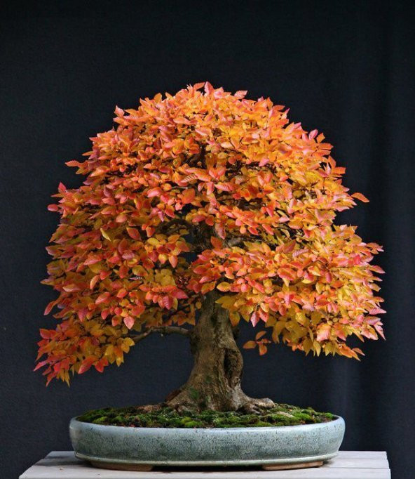 Liquidambar Bonzai Ağacı Tohumu 5 Adet Bonsai Ağacı Tohumu ürün görseli 1