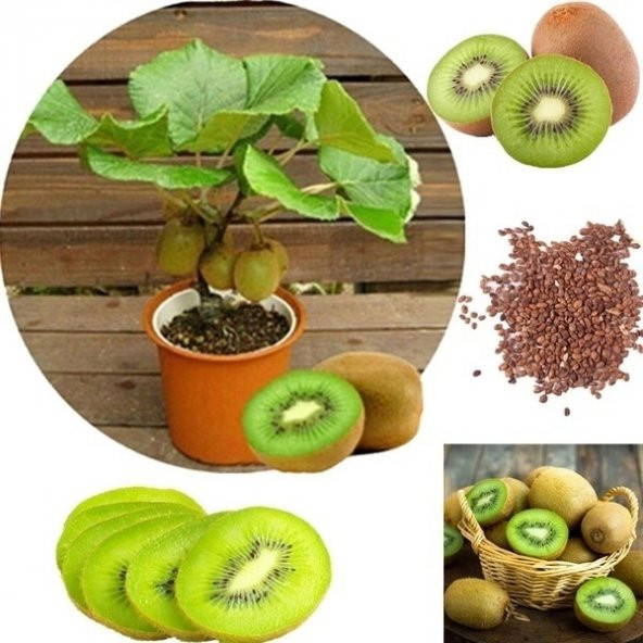 Kivi Bonzai Ağacı Tohumu 5 Adet Bonsai Ağacı Tohumu ürün görseli 1