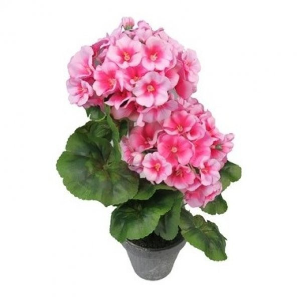 Pembe Çan Çiçeği Tohumu 5 Adet Tohum Çiçek Tohumu ürün görseli 1