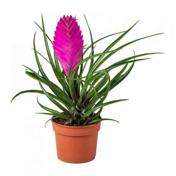 Nadir Tillansia Çiçeği Tohumu 5 Adet Tohum Airplant ürün görseli 1