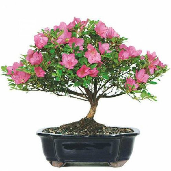 Orkide Bonzai Ağacı Tohumu 5 Adet Bonsai Ağacı Tohumu ürün görseli 1