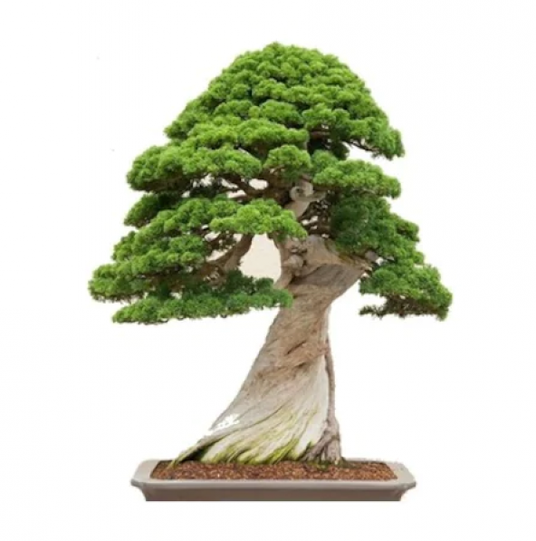 Okaliptüs Bonzai Ağacı Tohumu 5 Adet Bonsai Ağacı Tohumu ürün görseli 1
